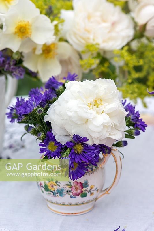 Jardin potager posie étape par étape en juin: Combinaison de rose avec vivace herbacée. Rosa 'Susan Ellis-Williams' et Aster novae-belgii.