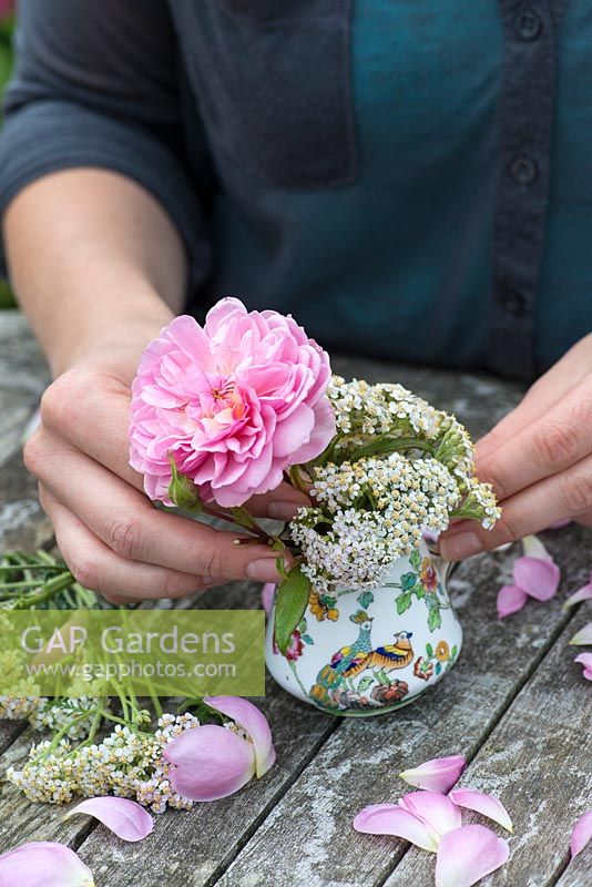 Jardin potager posie étape par étape en juin: Combinaison de rose avec vivace herbacée. Rosa 'Anne Boleyn' et Achillea millefolium.