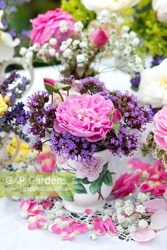 Jardin potager posie étape par étape en juin: Rosa Harlow Carr avec Verbena bonariensis. 'Harlow Carr' est très parfumée et répète les fleurs du début de l'été à l'automne, faisant une superbe fleur coupée.