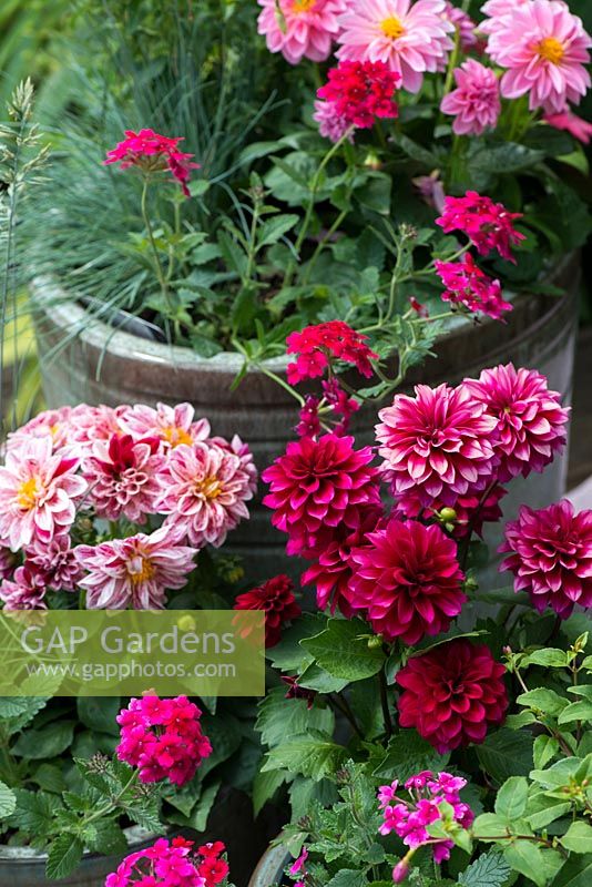 Potie potie étape par étape en juillet: Dahlias de patio rose et violet et Verveine traînante dans des pots en céramique.