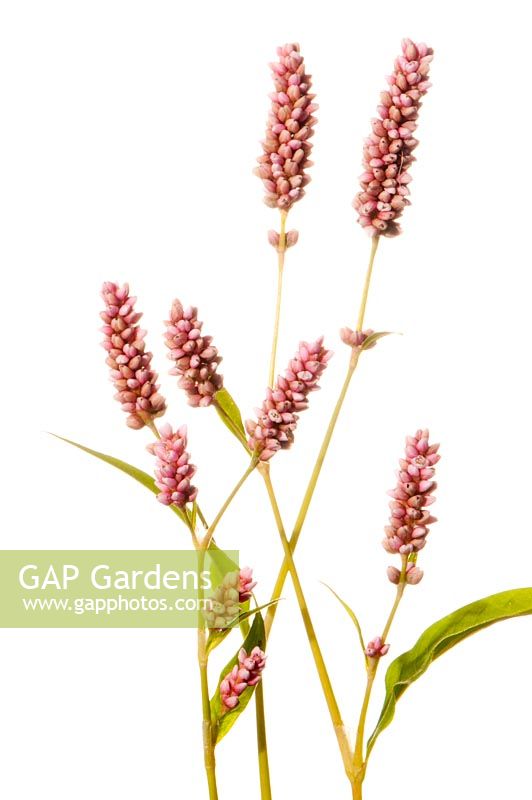 Persicaria maculosa - Polygonum persicaria - Chevalier arlequin