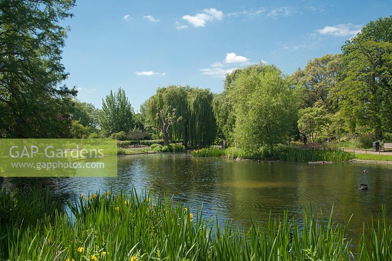 Regents Park. Étangs paysagers dans le célèbre parc de Londres.