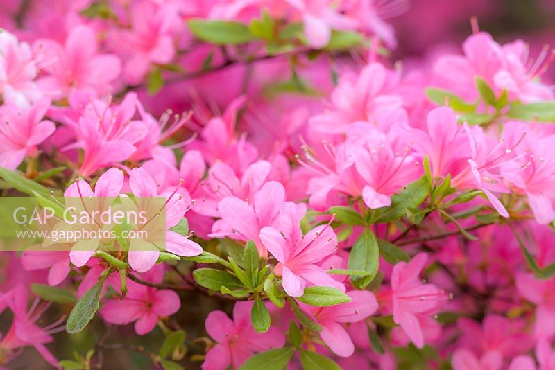 Rhododendron 'Hinomayo' azalée