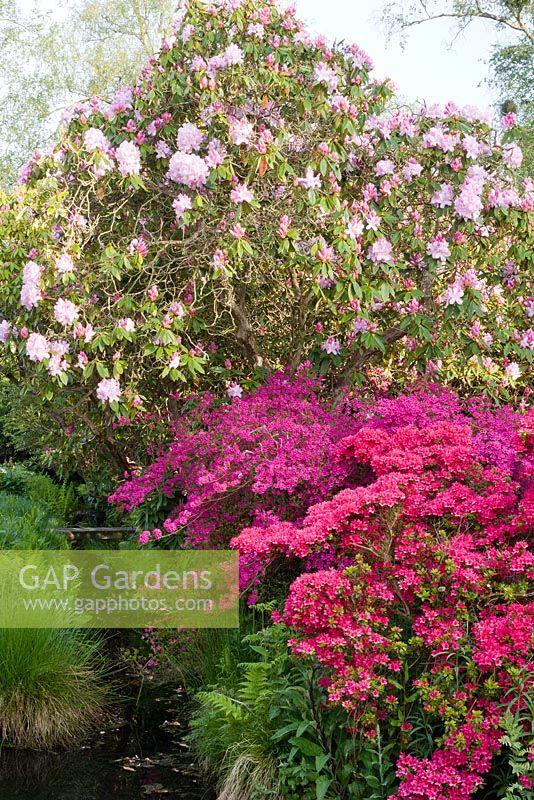Azalées Kurume - Rhododendron 'Hinode-giri', Rhododendron 'Hatsugiri' et Rhododendron 'Pink Pearl' sur la rive du ruisseau