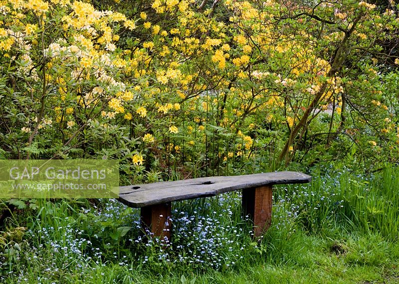 Banc dans la clairière des bois avec Rhododendron luteum - chèvrefeuille azalée derrière et myosotis - Myosotis sylvatica, syn. M. alpestris en dessous