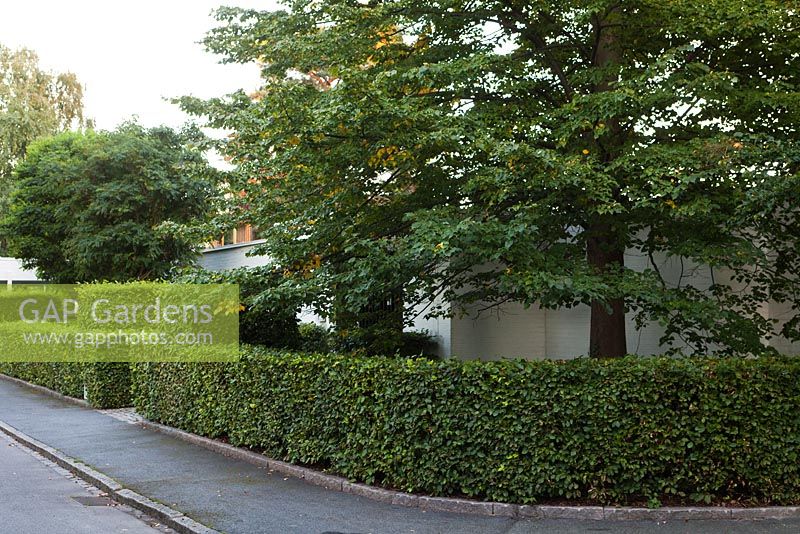 Couper les haies de Fagus sylvatica à l'extérieur de la maison scandinave moderne - début septembre - Jardin privé, Malmö, Suède