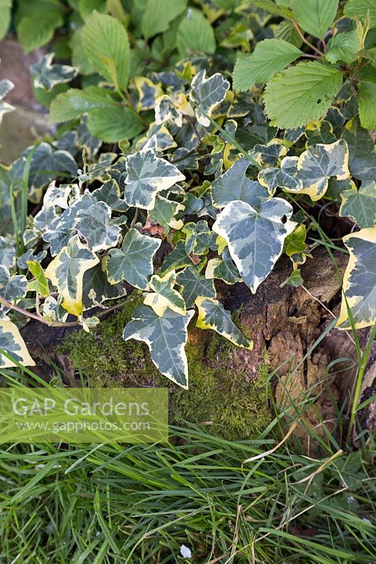 Hedera sur une souche d'arbre en décomposition