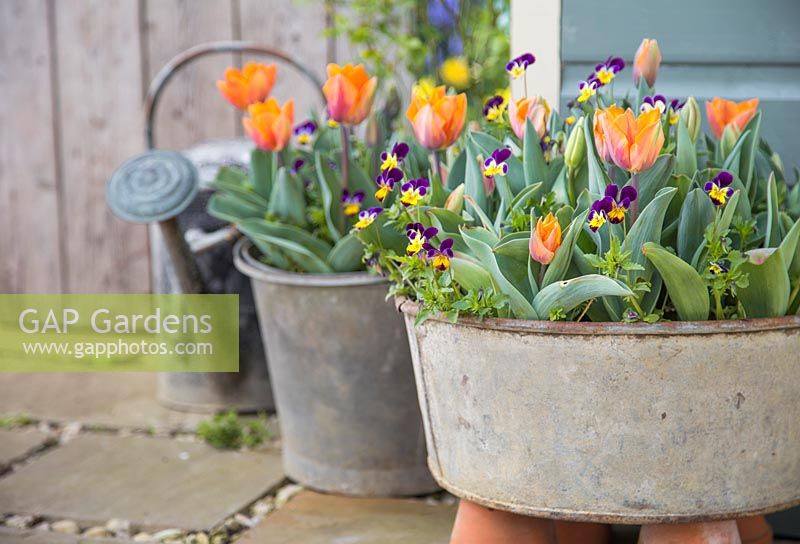 Viola tricolore et Tulipa 'Orange Princess' plantées dans des bassins en acier galvanisé