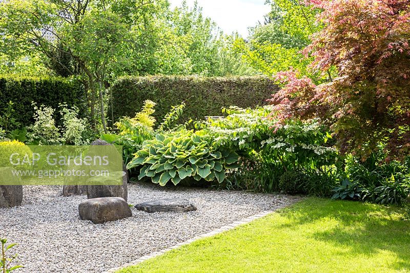 Jardin de style japonais avec des rochers en gravier, une haie, une pelouse et Hosta 'Sagae', Acer palmatum, Philadelphus coronarius 'Variegata', Viburnum plicatum 'Mariesii'