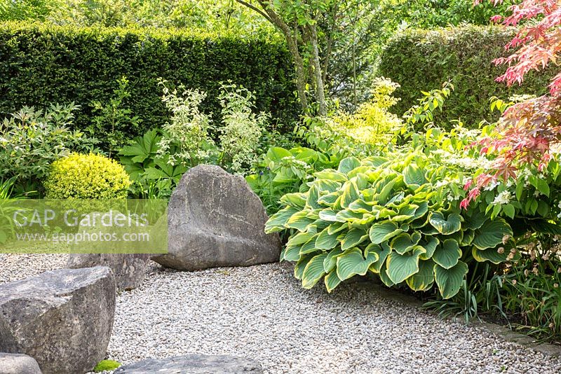 Jardin de style japonais avec rochers en granit, une haie et Hosta 'Sagae', Acer palmatum, Philadelphus coronarius 'Variegata', Viburnum plicatum 'Mariesii'