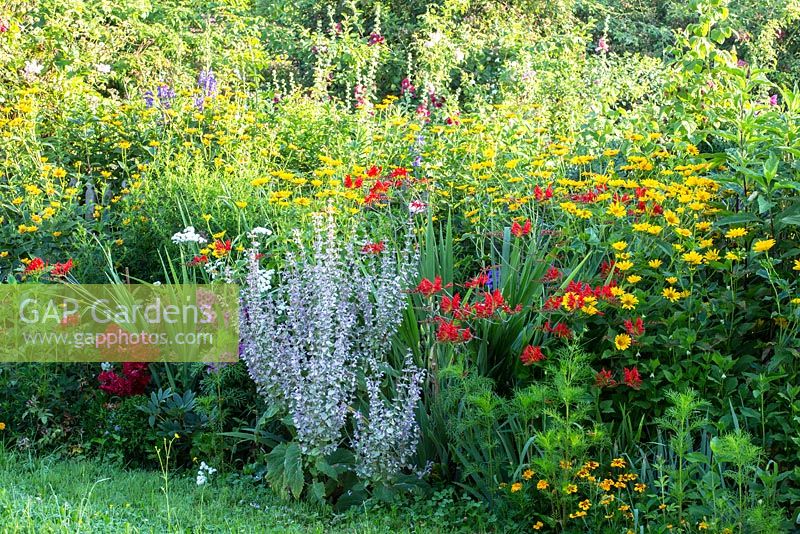 Parterre de fleurs dans un jardin d'agriculteur, Alcea, Crocosmia, Heliopsis helianthoides, Phlox paniculata, Rosa, Tagetes