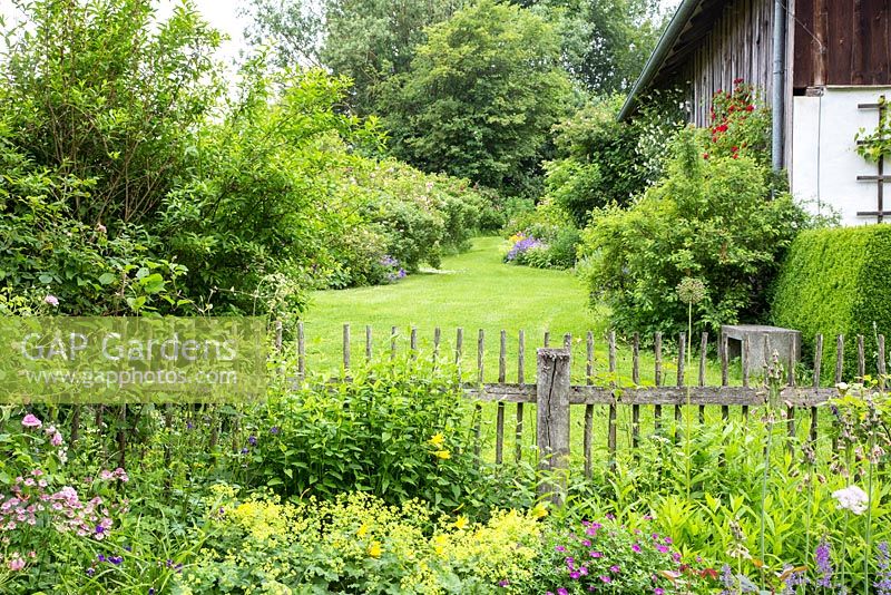 Jardin d'agriculteur avec une clôture en bois rustique, une pelouse et des arbustes. Alchemilla mollis, Astrantia, Buxus, Geranium sanguineum