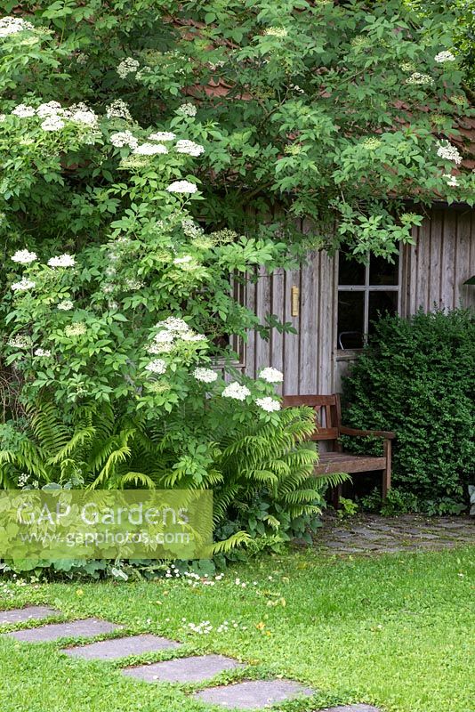 Marches de dalle dans une pelouse à côté d'un abri de jardin avec banc en bois et Aegopodium podagraria 'Variegatum', Alchemilla mollis, Matteucia orientalis et Sambucus nigra