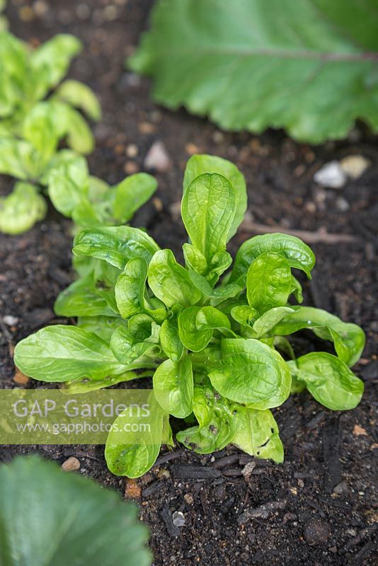 Valerianella Locusta - Mache 'Big Seeded', prêt pour la récolte