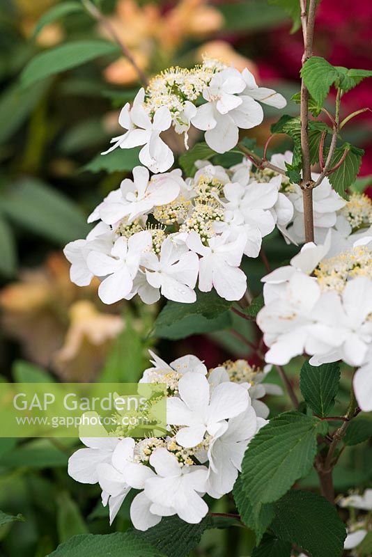 Viburnum plicatum f. tomentosum 'Kilimanjaro Sunrise' - Pépinières Burncoose