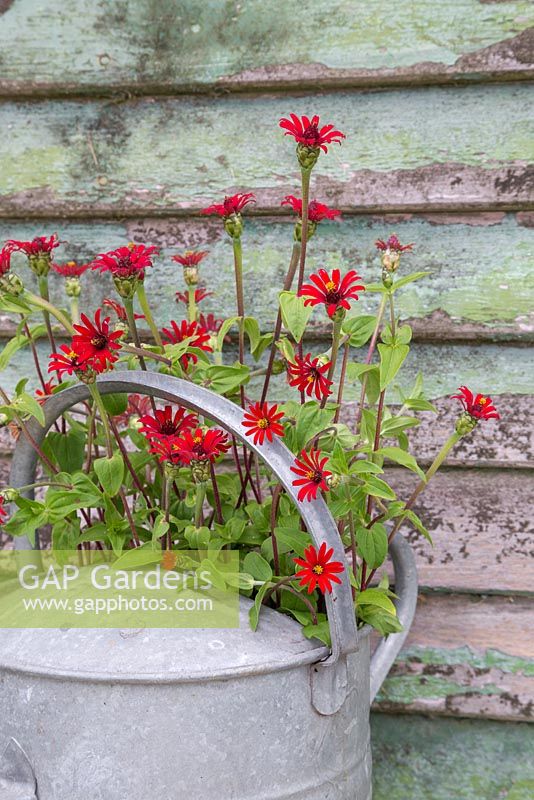Arrosoir galvanisé contenant Zinnia tenuifolia 'Red Spider'