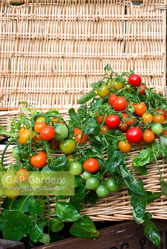 Tomates, type extérieur, 'Tumbling Red', présentées dans un panier en osier traditionnel