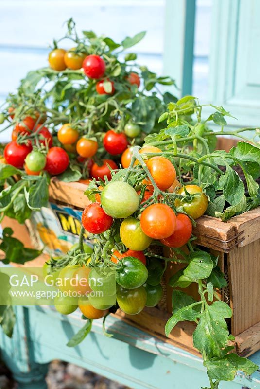Tomates, type extérieur, 'Tumbling Red', présentées dans une boîte à légumes en bois vintage.