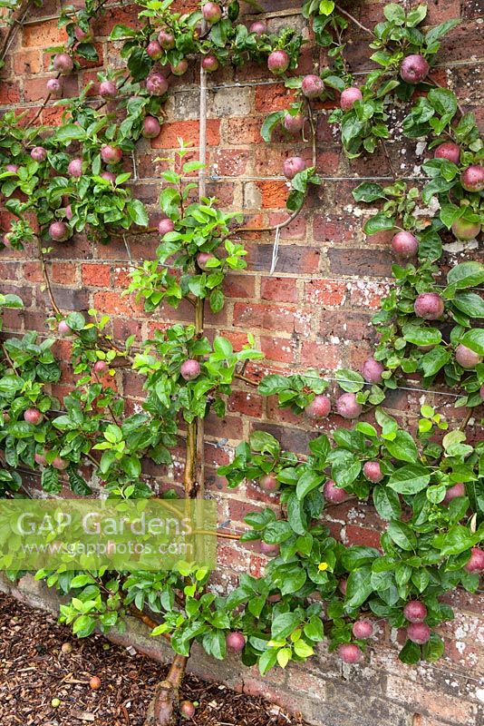 Malus - pommier espalier - pomme spartiate m26 formé comme une spirale contre le mur de briques dans le jardin potager clos