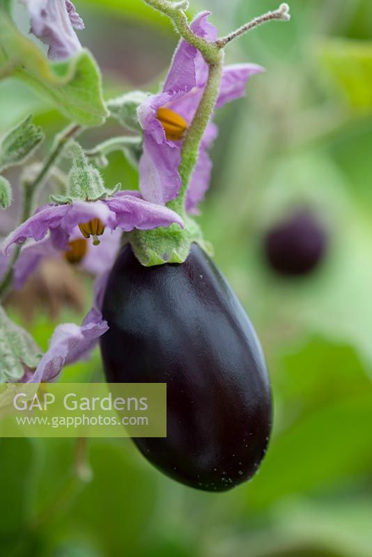 Solanum melongena - jackpot aubergine f1