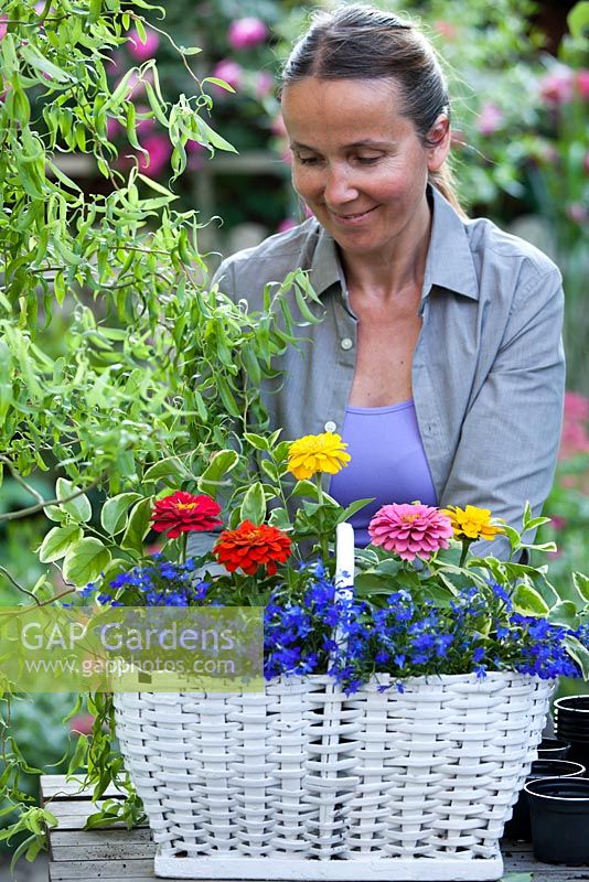 Planter des fleurs dans un panier. Lobelia erinus et Zinnia 'Thumbelina', Vinca major 'Variegata '.