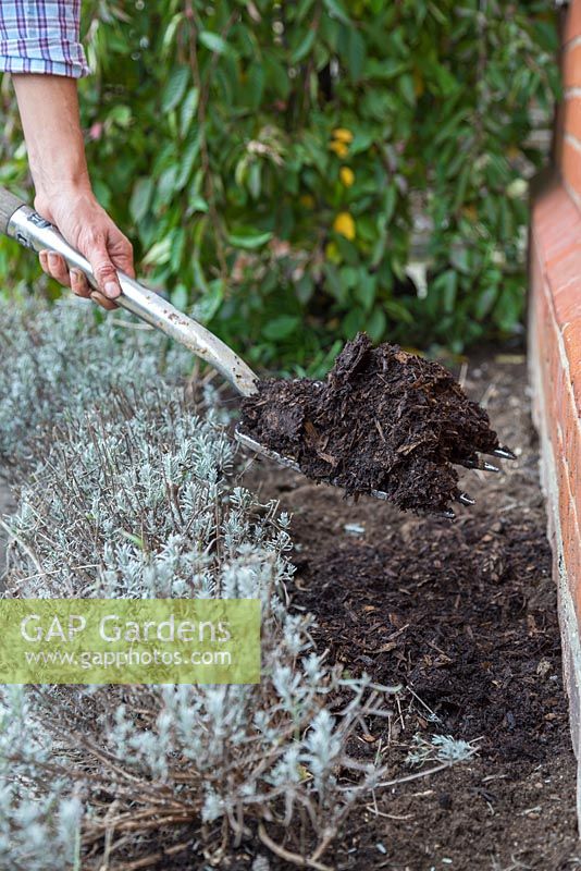 Ajouter un paillis de compost pour aider à la fertilité du sol