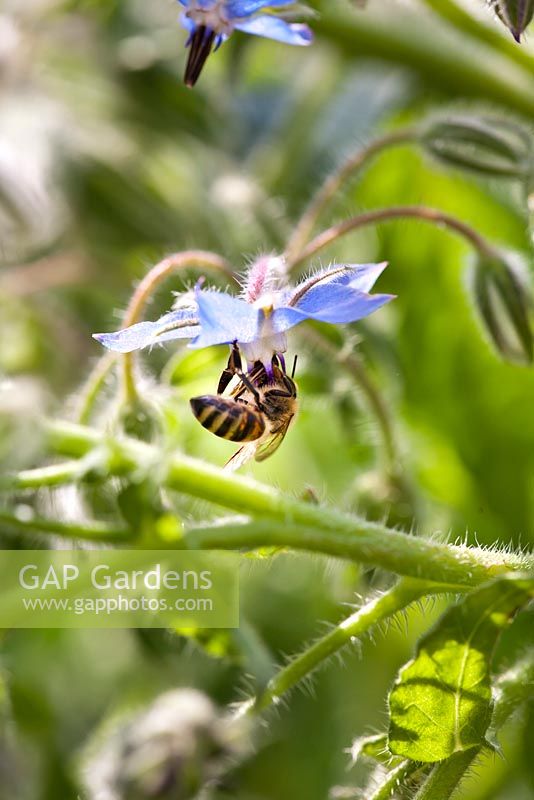 Borago officinalis - Bourrache avec abeille