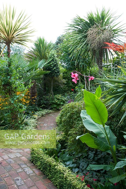 Jardin exotique avec chemin de briques bordé par Lonicera nitida 'Baggesen's Gold', Musa basjoo avec des fleurs roses de Canna iridiflora derrière