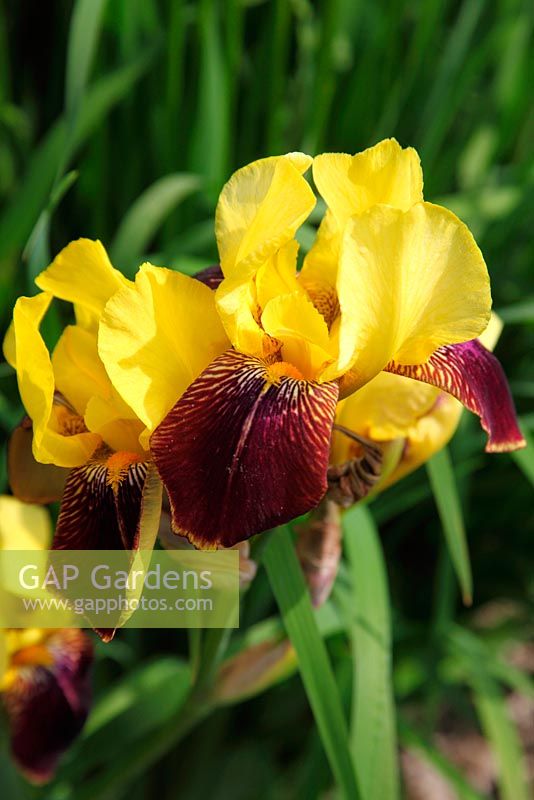 Iris 'Rajah' gros plan de fleur