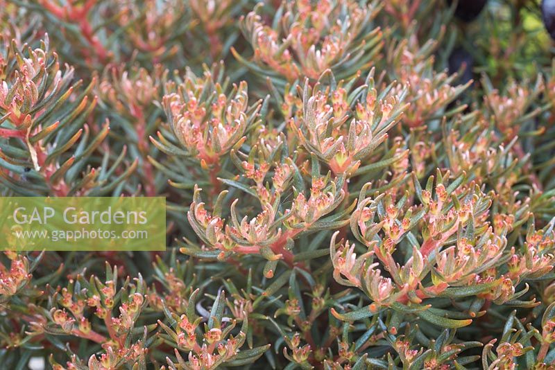 Sedum hakonense 'Chocolate Ball'