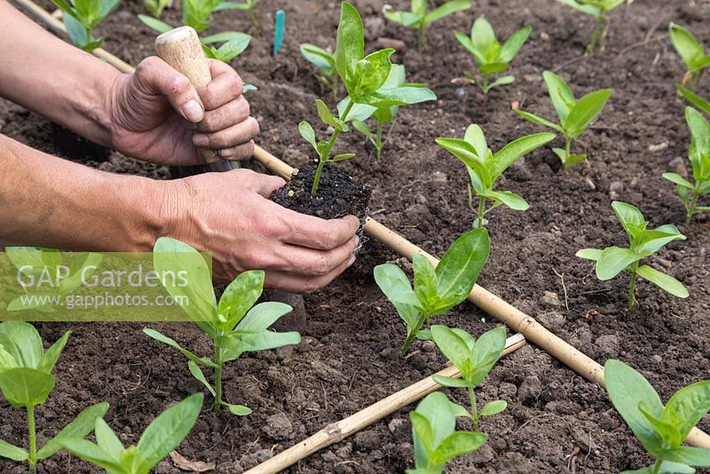 Planter des bouchons de Zinnia dans un parterre de fleurs en utilisant des cannes de jardin comme aide à la plantation pour garder les cultivars séparés