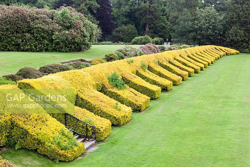Gregynog, Montgomeryshire, Pays de Galles. Jardin classé CADW Grade I conçu par le paysagiste du 18e siècle William Emes. Haies coupées de Taxus baccata 'Groupe Aurea '. Juillet