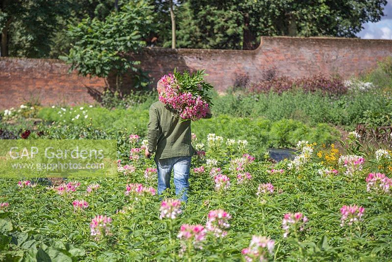 Patrick Cadman portant un paquet de Cleome hassleriana 'Rose Queen' sur l'épaule