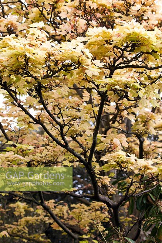 Acer pseudoplatanus 'Brilliantissimum' - - fin avril - Kew Gardens, Londres, Royaume-Uni