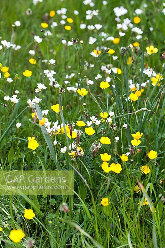 Ranunculus acris et Saxifraga granulata i meadow - fin avril - Kew Gardens, Londres, Royaume-Uni