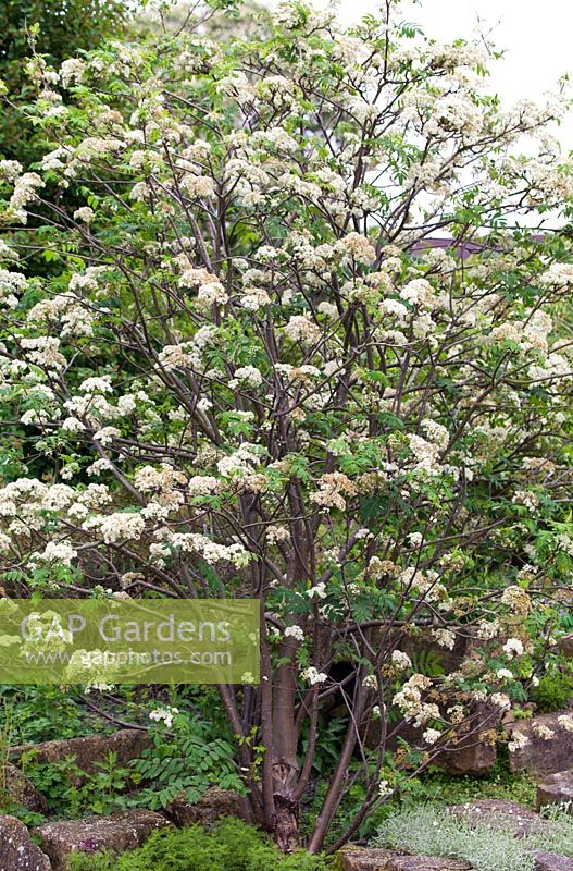 Sorbus aucuparia - fin avril - Kew Gardens, Londres, Royaume-Uni