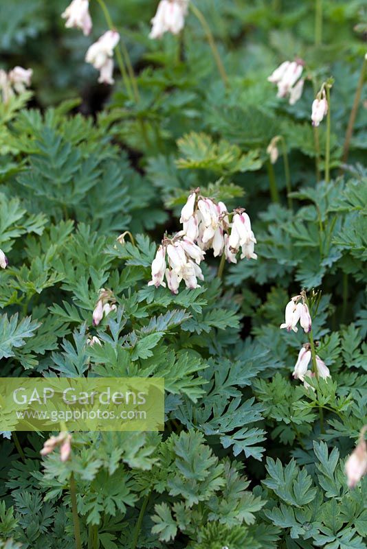 Dicentra 'Silver Beads' - fin avril - Kew Gardens, Londres, Royaume-Uni