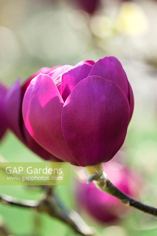 Magnolia 'Black Tulip Jurmag1'