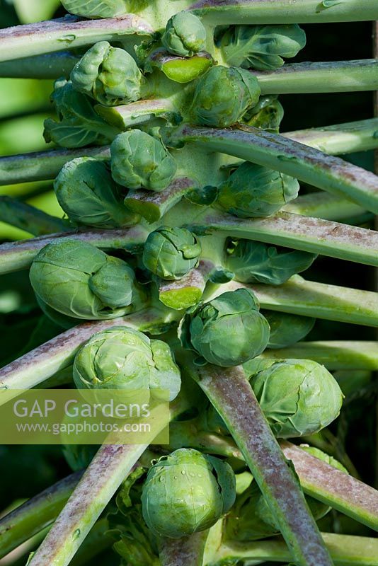 Brassica oleracea var. gemmifera - Chou de Bruxelles 'Maxima'