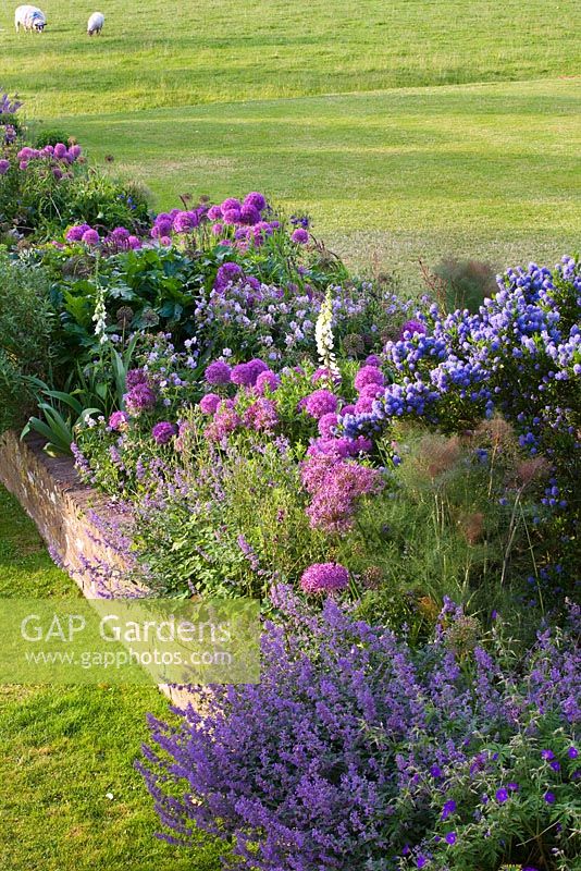 Parterre de fleurs à côté de la pelouse avec Ceanothus et Alliums à côté du mur de briques - moutons paissant dans le champ au-delà.