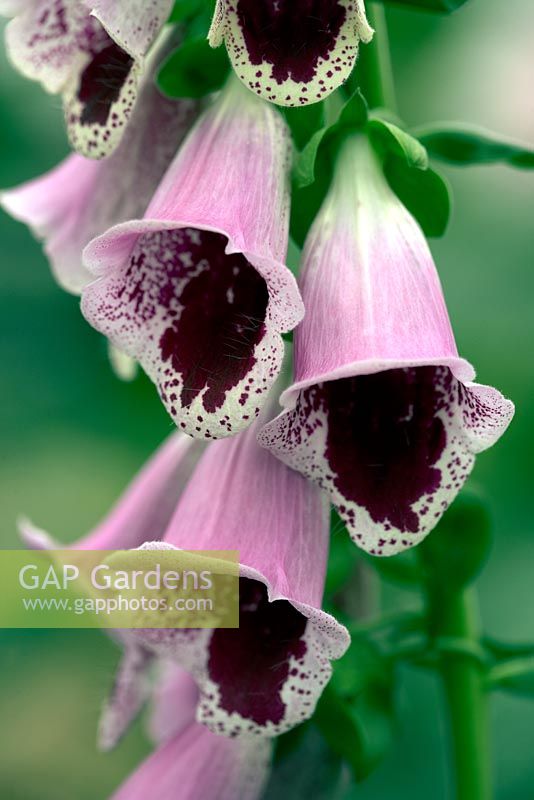 Digitalis purpurea 'Sugar Plum' - Hampton Court Flower Show 2015.