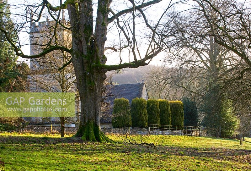 Woodland et l'église de Colesbourne Park, Gloucestershire