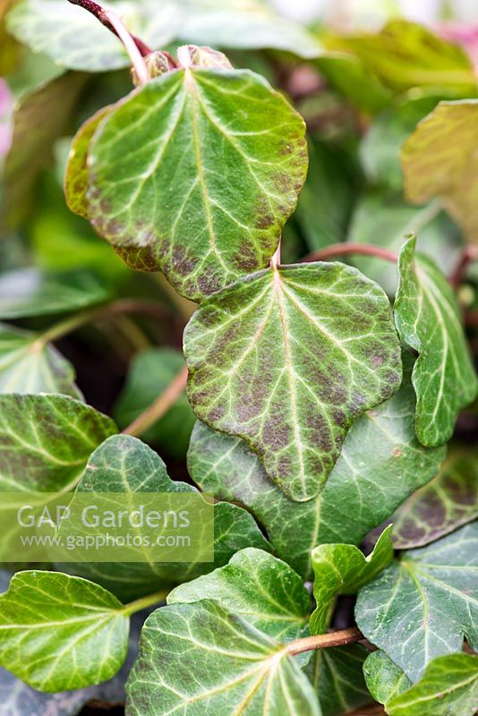 Hedera helix, lierre à feuilles persistantes, une plante traînante qui adoucit les bords des pots.