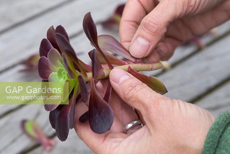 Retirez les feuilles inférieures des boutures d'Aeonium arboreum, en laissant la section supérieure intacte
