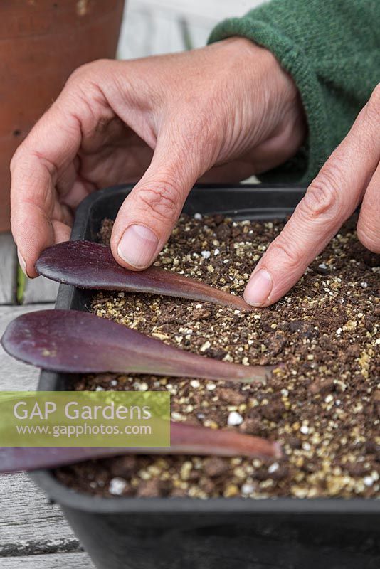 Espacer les feuilles d'Aeonium arboreum dans un plateau et raffermir doucement les extrémités dans le compost