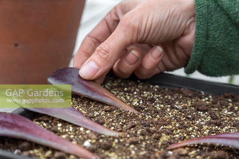 Espacer les feuilles d'Aeonium arboreum dans un plateau et raffermir doucement les extrémités dans le compost