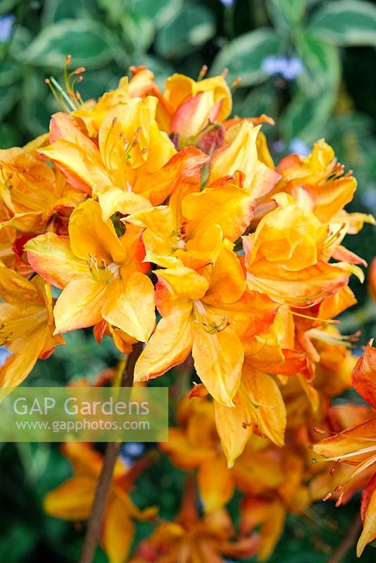Rhododendron - Azalea Knap Hill Hybrid 'Golden Eagle' - juin, Norfolk
