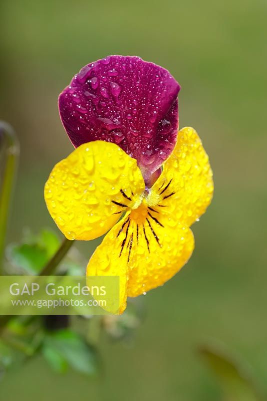 Viola cornuta 'Endurio' avec gouttes de pluie