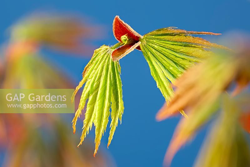 Acer palmatum 'Trompenburg' - Feuille émergente