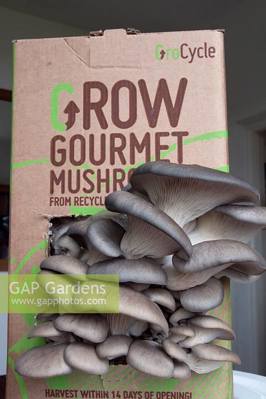 Champignons - Cultiver des champignons gastronomiques à partir d'un kit pré-acheté